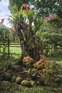 a tree stump with flowers in a garden at Hotel Boutique Casa Bonanza in Guamal