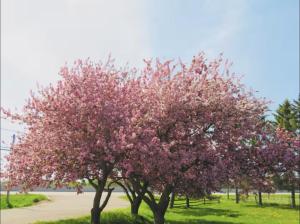 a tree with pink flowers on it in a park at Orchard Haven in Orono