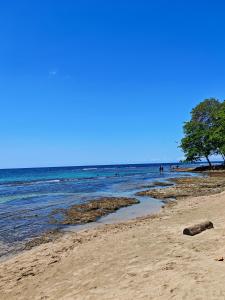 a beach with a tree and the ocean at Casa KAFRA in Hone Creek +8 photos