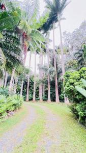 a dirt road lined with palm trees in a park at Enchanted Garden Escape in Mowbray
