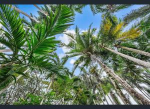 a group of palm trees looking up into the sky at Enchanted Garden Escape in Mowbray