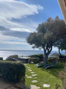 a tree sitting on the grass next to the ocean at ALICIA in Zonza