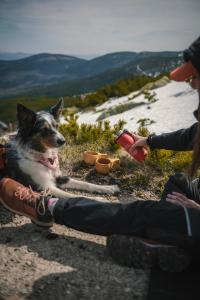a dog sitting on the ground next to a person at Perła Sudetów by Stay inn Hotels in Karpacz