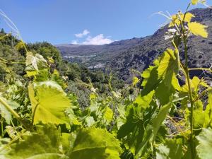 a field of green plants with mountains in the background at Cortijo De Los Abuelos in Pampaneira