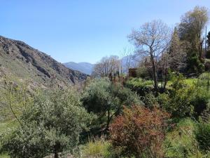 a view of a field with trees and a house at Cortijo De Los Abuelos in Pampaneira