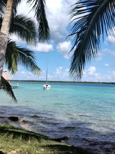 a boat in the ocean with a palm tree at Yacht for rent in Bacalar in Bacalar