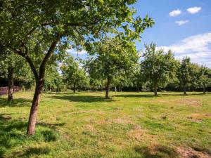 a group of trees in a grass field at Gardeners Cottage in Putley
