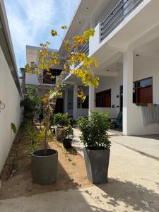 a tree in a pot in front of a building at Surf del mar in Arugam Bay