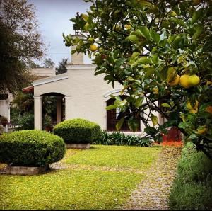 a house with a lemon tree in the yard at Hotel Draghi in San Antonio de Areco +34 photos