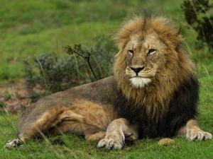 a lion laying on the grass in a field at Founders Lodge by Mantis in Paterson