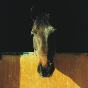 a close up of a horse looking at the camera at Lopota Lake Resort & Spa in Napareuli