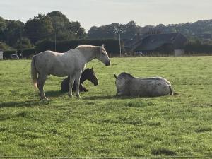 a group of horses standing in a field at Studio à la Ferme in Limpiville