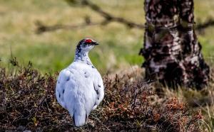 a white bird standing in the grass next to a tree at Hotel Skaftafell in Skaftafell +77 photos