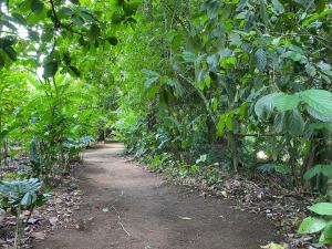 a path in the middle of a forest with trees at Camping Los Búfalos in Guácimo