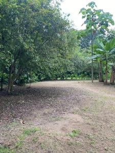 a dirt road in the middle of a forest at Camping Los Búfalos in Guácimo