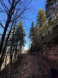 a dirt road with trees on the side of a hill at Djedova nova kuca in Žabljak +7 photos