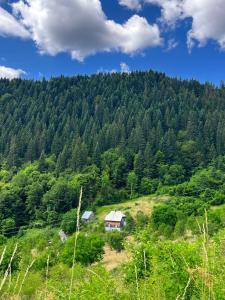 a house on a hill in the middle of a forest at Djedova nova kuca in Žabljak