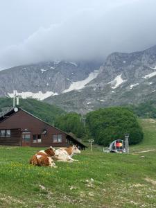 a cow laying in a field in front of a house at Wooden house Durmitor in Žabljak