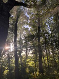 a group of trees with the sun shining through them at Yurt - The Spinney in Faringdon