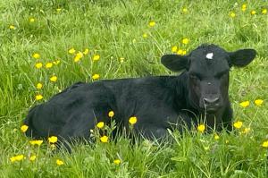 a black cow laying in a field of grass at Yurt - The Spinney in Faringdon