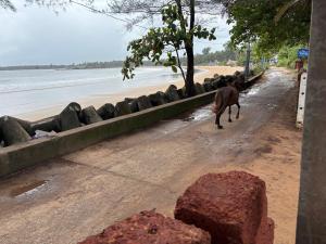 a horse walking down a dirt road next to a beach at Peaceful Stay in Malvan