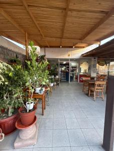 a room with lots of potted plants in a building at ROSETTA Café & Camas in La Serena