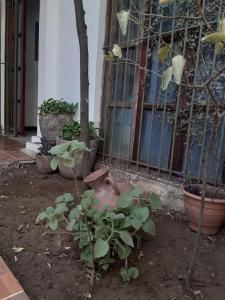 a bunch of plants in front of a building at Apartamento Vita in Managua