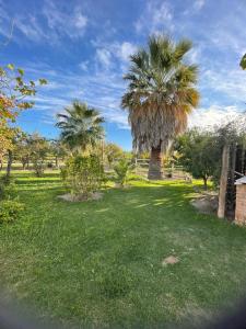 a field with palm trees in a park at Doñalola in General Alvear
