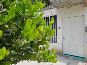 a building with a door next to a bush at Alojamiento Turquesa in Barrio Nuevo