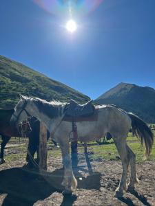 a white horse standing next to a pole in a field at Alim yurt camp in Mineralʼnyy Istochnik Altyn-Arasan