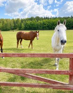 three horses standing in a field behind a fence at Valla Vandrarhem in Linköping