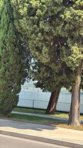 two trees on the side of a road next to the water at Casa Everest in Malgrate +13 photos