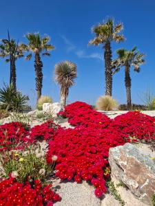 a garden of red flowers with palm trees in the background at Appartement vu mer in Le Barcarès +5 photos