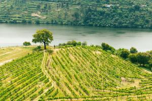 a tree on top of a hill next to a river at Douro Palace Hotel Resort & SPA in Baião