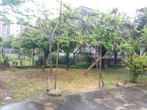a small tree in the middle of a park at studio with a fireplace in Zugdidi