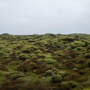 a field filled with lots of green plants at Hótel Bifröst in Bifrost +56 photos