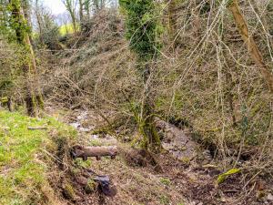 a dirt hillside with trees and grass and weeds at Ty Nofio - Uk36421 in Talybont +7 photos