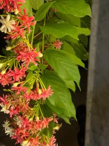 a plant with red flowers and green leaves at 喜悦民宿 Joy in Luang Prabang +11 photos