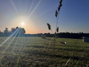 a field of grass with the sun setting in the background at Sunrise Tent in Sageau