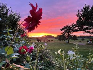 a flower in a garden with a sunset in the background at Holiday Apartment In Peaceful Surroundings in Neksø +3 photos
