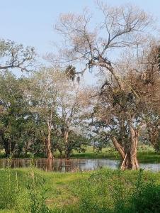 a tree in a field next to a body of water at HotelHarmonyHN in Peña Blanca