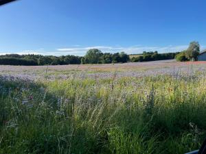 a field of purple flowers in a field at Holiday Home Near Nordstrand Nykøbing Sj in Nykøbing Sjælland