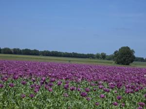 a field of purple flowers in a field at Stadt Hamburg in Lenzen