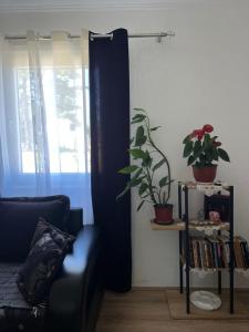 a living room with a couch and a plant and a window at Everpine house in Žabljak