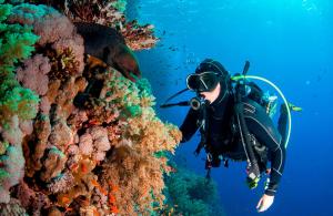 a person is taking a picture of a coral reef at Sunshines on the sea in Almuñécar