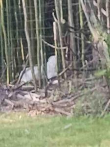 a black and white bird standing in the woods at Inn Upon Moon River Plantation in Chester