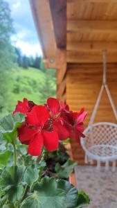 a red flower in a pot in front of a house at Cabana Luciana in Dămuc