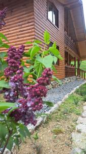 a house with purple flowers in front of it at Cabana Luciana in Dămuc