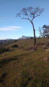 ein Baum, der auf einem grasbewachsenen Feld steht in der Unterkunft Camping 4m in Aiuruoca