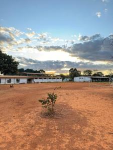 a small tree in the middle of a dirt field at Haras Cristal Experience in Gama